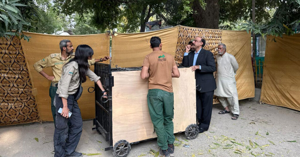رانو ریچھ کی منتقلی