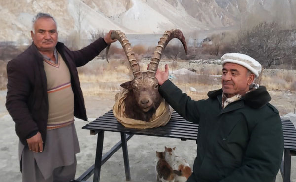 45-inch horned Himalayan Ibex hunted during Gilgit Baltistan trophy hunting season in Upper Hunza