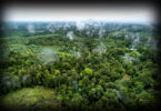 Global forest products sector recovery according to FAO 2024 report