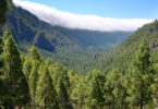 Global Forest Resources Assessment 2025 report cover showing global forest statistics and trends