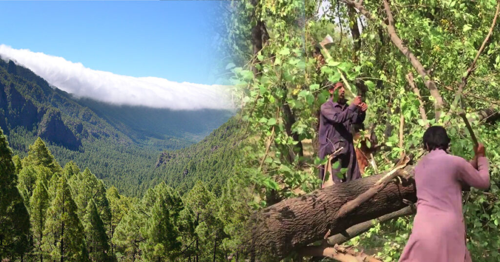 Global Forest Resources Assessment 2025 report cover showing global forest statistics and trends