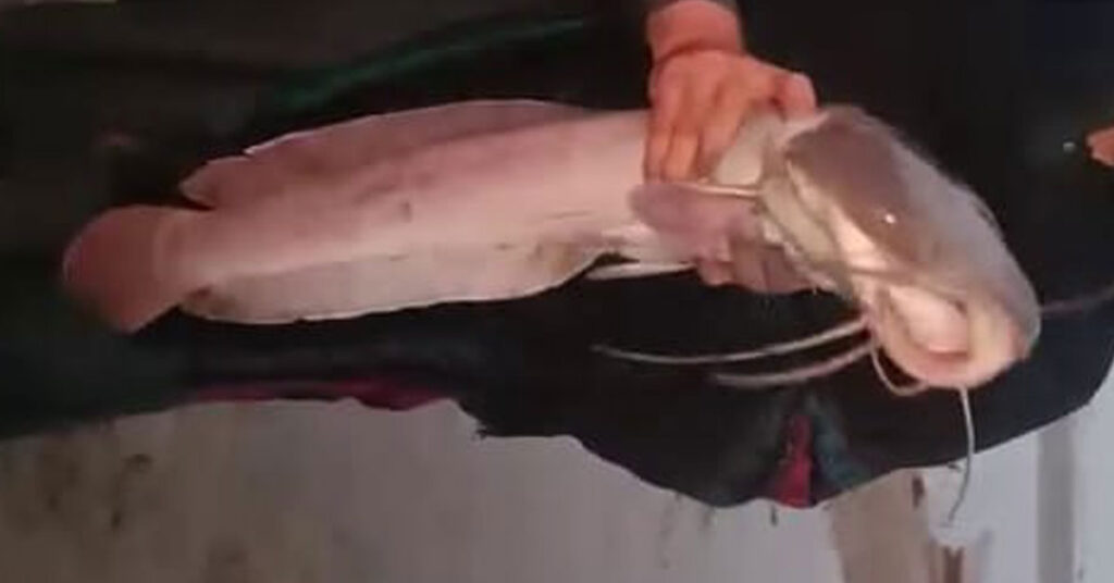 Invasive alien fish species damaging Pakistan’s rivers, lakes and freshwater biodiversity