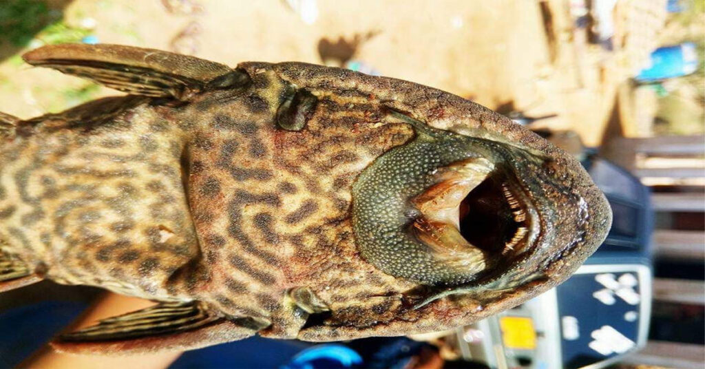 Invasive alien fish species damaging Pakistan’s rivers, lakes and freshwater biodiversity
