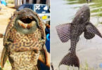 Invasive alien fish species damaging Pakistan’s rivers, lakes and freshwater biodiversity