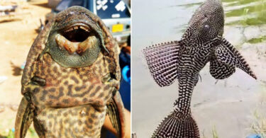 Invasive alien fish species damaging Pakistan’s rivers, lakes and freshwater biodiversity