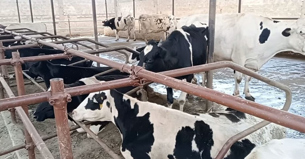 ڈیری فارم میں دودھ دینے والی گائیں موسمیاتی تبدیلی سے متاثر