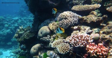 Microbiome Engineering Offers New Hope for Coral Reef Survival in Pakistan and Globally