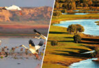 Restored wetlands integrated with urban infrastructure in China, showing water bodies, green spaces, and flood management systems as part of sustainable development.