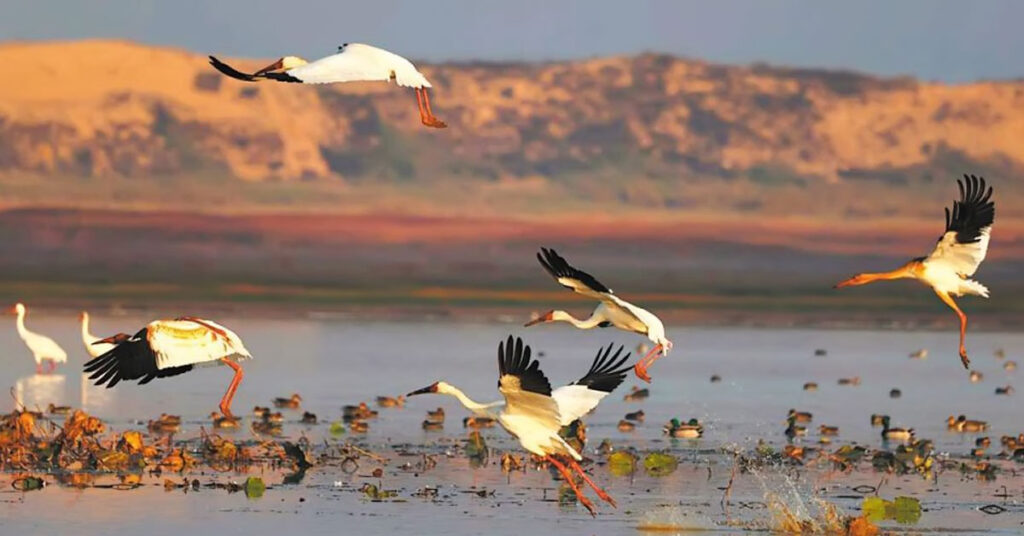 Restored wetlands integrated with urban infrastructure in China, showing water bodies, green spaces, and flood management systems as part of sustainable development.