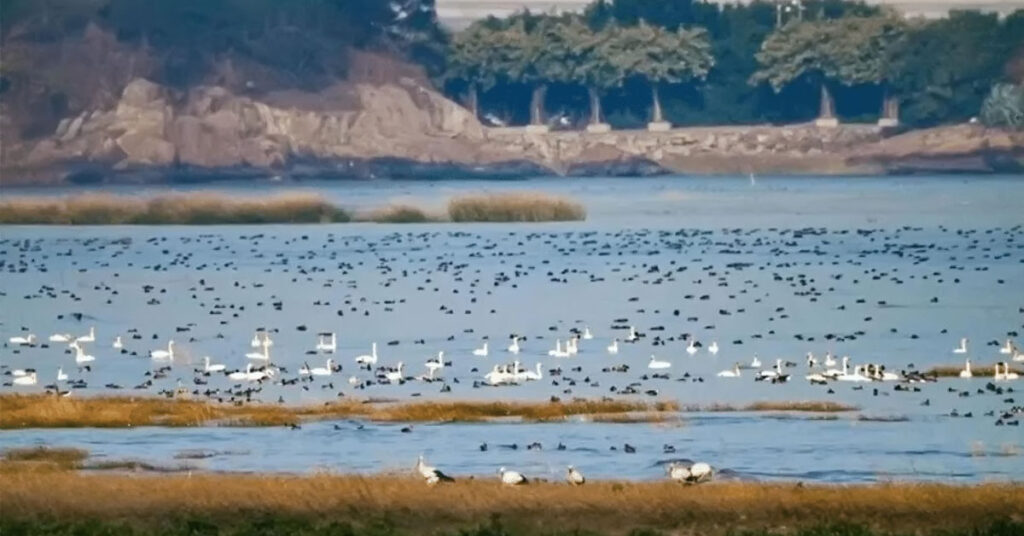 Restored wetlands integrated with urban infrastructure in China, showing water bodies, green spaces, and flood management systems as part of sustainable development.