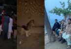 Wildlife team rescuing an injured vulture in Salarzai Bajaur and transporting it to Khar Wildlife Pheasantry for medical treatment