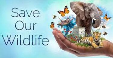 Balance and Human Survival: Cruelty to Animals a Major Cause of Environmental Destruction