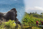 Grief, survival, and a surprising closeness to humans in the Virunga Mountains