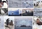 Antarctica melting ice with emperor penguins struggling for survival due to climate change