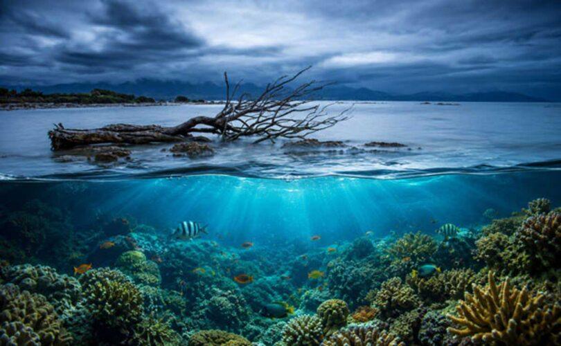 Silent Crisis: Oceans Heading Toward a Silent Death