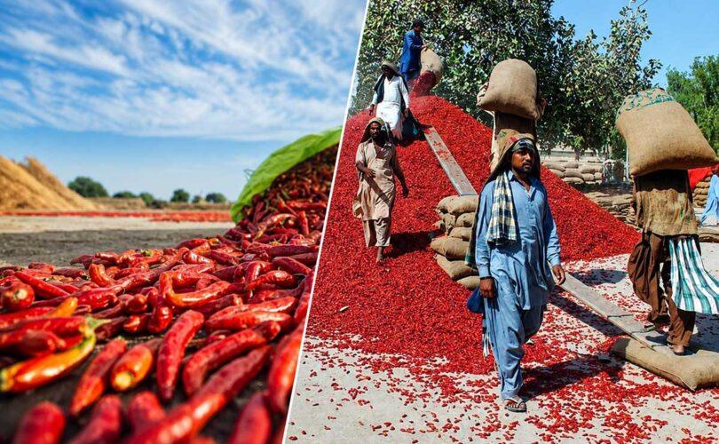 Red Chillies and Changing Weather