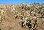 UK Urged to Prepare for Potential El Niño Impacts