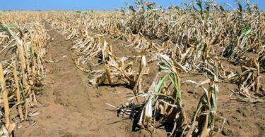 UK Urged to Prepare for Potential El Niño Impacts