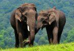 World Elephant Day: Listen to the Elephant Too