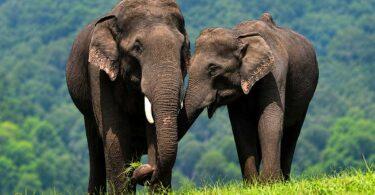 World Elephant Day: Listen to the Elephant Too