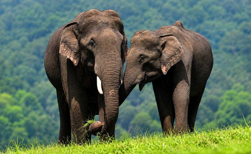 World Elephant Day: Listen to the Elephant Too