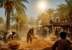 Khairpur’s Dates: Climate Change Leaves Workers Sweltering in Extreme Heat