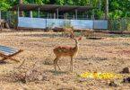 Dong Nai: Thousands of Wild Animals Return to the Wild
