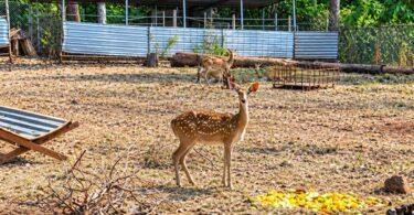 Dong Nai: Thousands of Wild Animals Return to the Wild