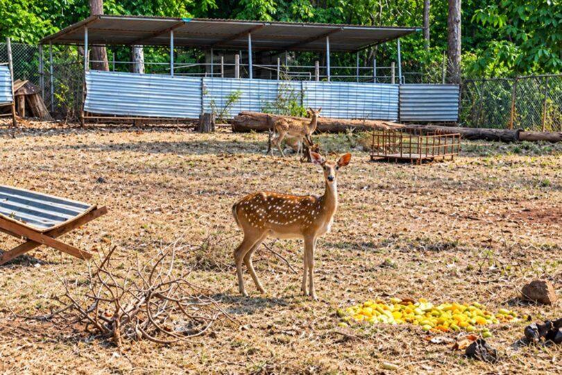 Dong Nai: Thousands of Wild Animals Return to the Wild