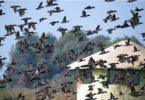 Arrival of Migratory Birds, 90-Day Hunting Ban Imposed in 3 Districts