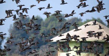 Arrival of Migratory Birds, 90-Day Hunting Ban Imposed in 3 Districts