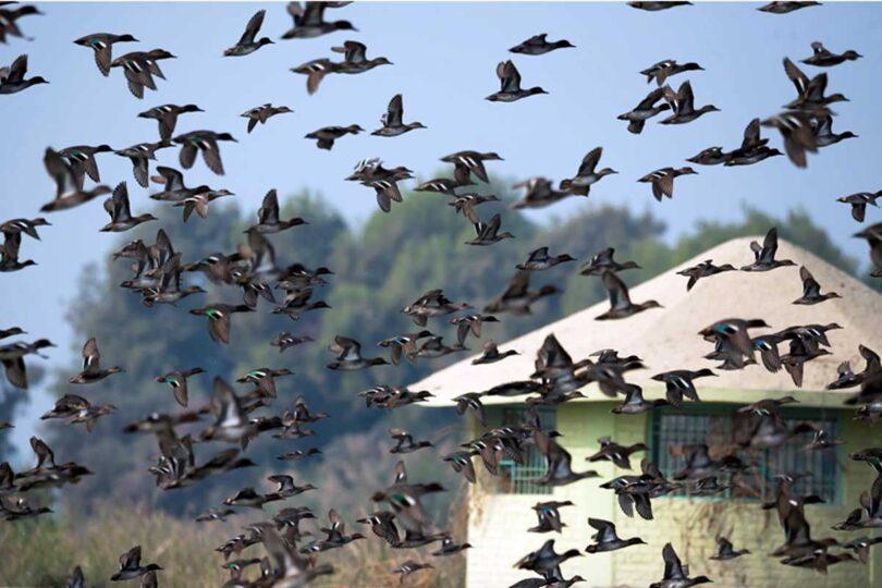 Arrival of Migratory Birds, 90-Day Hunting Ban Imposed in 3 Districts
