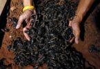 Black Scorpion Trade: Rs24 Billion Missing!