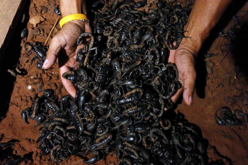 Black Scorpion Trade: Rs24 Billion Missing!