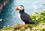 Climate Crisis Threatens Puffin Survival, but Technology Offers Hope
