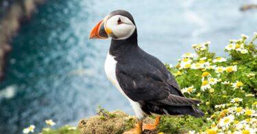 Climate Crisis Threatens Puffin Survival, but Technology Offers Hope