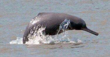 Indus River Dolphin’s Protected Habitat Expands, Raising Hopes for Survival
