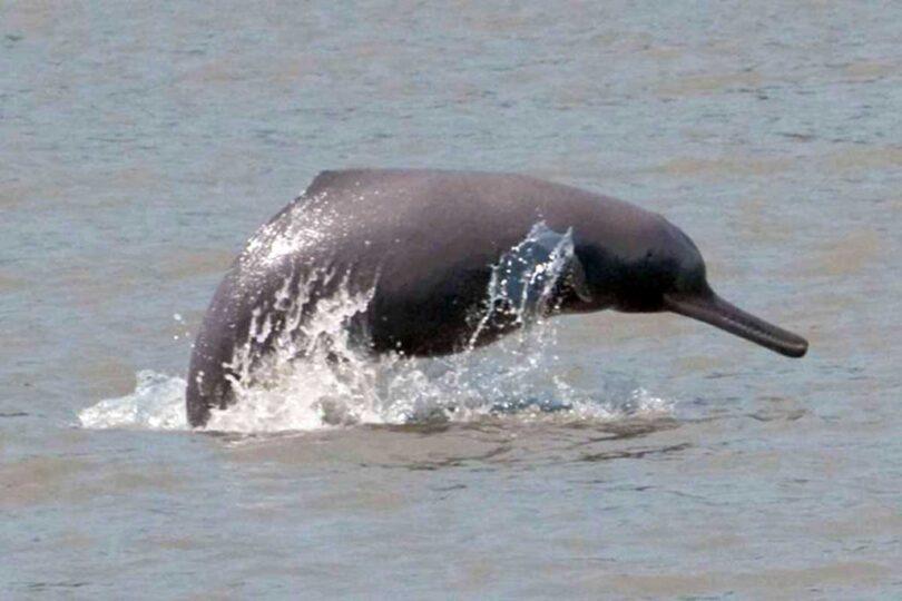 Indus River Dolphin’s Protected Habitat Expands, Raising Hopes for Survival