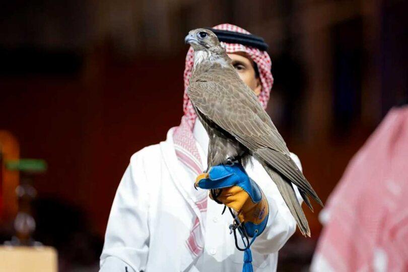 Mongolian Falcon Auction, Two Falcons Sold for 350,000 Riyals