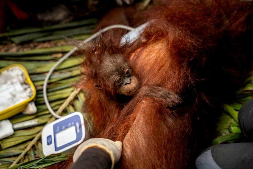 El Niño Fury, Orangutan Survival at Risk