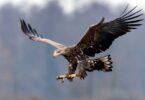 White-Tailed Eagle Arrives in Pakistan After 155 Years