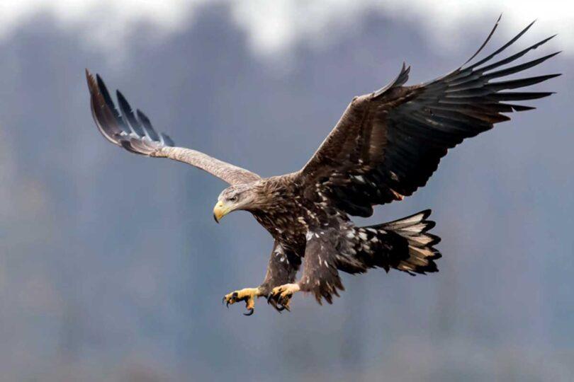 White-Tailed Eagle Arrives in Pakistan After 155 Years