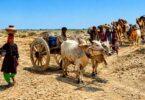 Tharparkar Drought Crisis, People Forced to Leave Their Homes