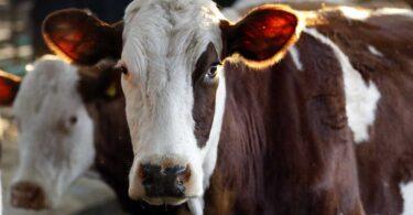 Bluetongue Threat: Worst Livestock Outbreak in Britain