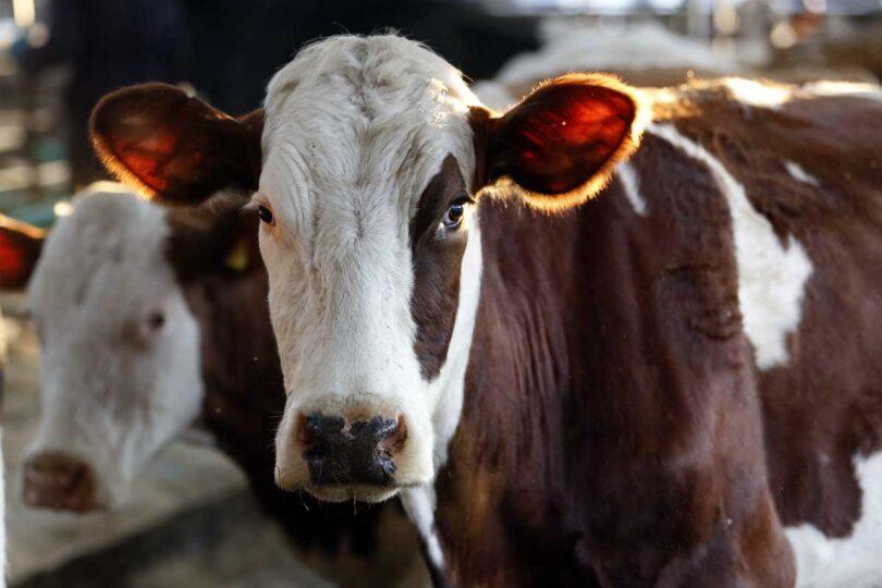 Bluetongue Threat: Worst Livestock Outbreak in Britain